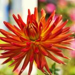 blume 02