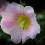 blume 03