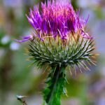 diestel blume