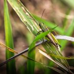 grasshuepfer luebars 01