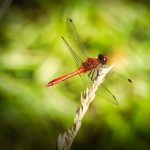 libelle 01