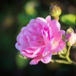 rose 01