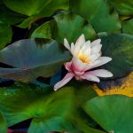 seerose 01
