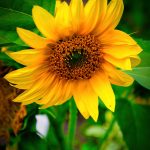 sonnenblume