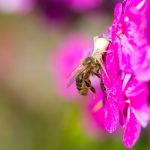 spinne mit biene 01
