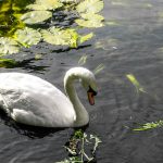 stolzer schwan kw 2020 1 von 1