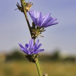 strohblume