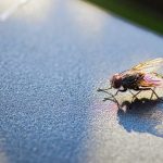 stubenfliege