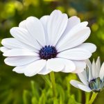 weisse blueten 01